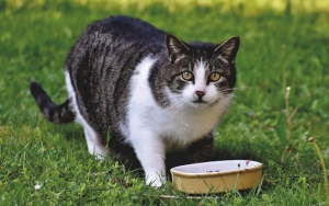 Dari Kucing Sampai Kelinci, Studi Ungkap Hewan-Hewan Ini Bisa Picu Pandemi Mematikan