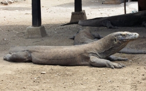 Bukan Indonesia, Darimana Komodo Berasal?