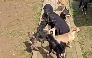 Heboh Wanita Bercadar Rawat 70 Anjing Liar, Ini Kata Ketua Komisi Fatwa MUI