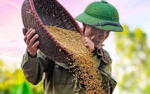 Harga Gabah Turun, Petani Padi Tolak Kebijakan Pemerintah Impor Beras