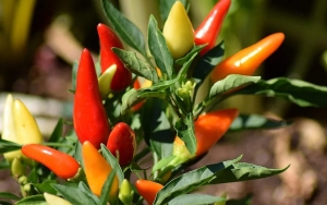 Harga Cabai Nyaris Tembus 100 Ribu Per Kilogram, Ini Alasannya