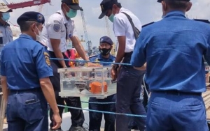Rekaman CVR Sukses Diunduh, Suara Obrolan di Kokpit Sriwijaya Air SJ-182 Terdengar Jelas