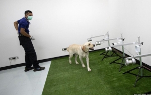 Thailand Mulai Pakai Anjing Pelacak Deteksi COVID-19 Lewat Bau Keringat