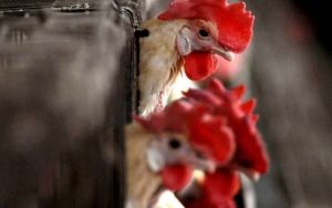 Tiongkok Laporkan Kasus Flu Burung H10N3 Pada Manusia Untuk Pertama Kalinya