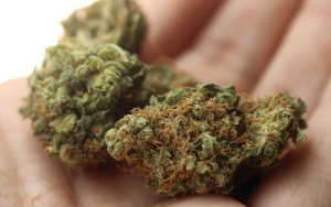 Washington AS Tawarkan Ganja Gratis untuk Penerima Vaksinasi COVID-19