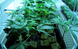  Polisi Temukan 300 Pot Tanaman Ganja, Begini Kronologinya