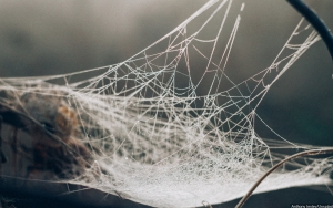 Unik Tapi Ngeri, 'Spider Apocalypse' di Australia Sebabkan Jalanan Diselimuti Jaring Laba-Laba