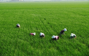Kim Jong Un Perintahkan Ribuan Ibu Rumah Tangga Turun ke Ladang, Imbas Ancaman Krisis Pangan?