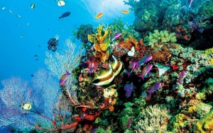 Australia Murka UNESCO Masukkan Great Barrier Reef ke Daftar 'Dalam Bahaya'