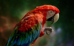 Hilang Nafsu Makan, Burung Beo Ini Ternyata 'Kenyang' Telan 21 Butir Berlian