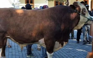 Jelang Idul Adha, Menag Sosialisasikan Prokes Pelaksanaan Salat Dan Qurban