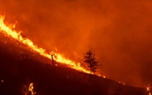Kebakaran Hutan di Siprus Makan Korban Jiwa, Uni Eropa Kerahkan Bantuan