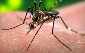 Kerala India Temukan Potensi Wabah Baru Zika Virus Saat COVID-19 Belum Tuntas