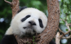 Tiongkok Coret Panda Raksasa dari Daftar Spesies Terancam Punah