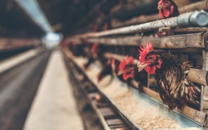 Kasus Flu Burung H5N6 Pada Manusia Ditemukan di Sichuan Tiongkok
