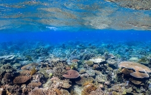 Great Barrier Reef Australia Lolos Dari Daftar 'Dalam Bahaya' yang Diusulkan UNESCO