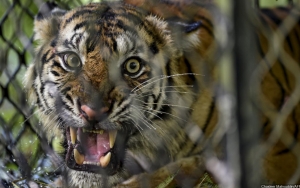 2 Harimau Sumatera di Ragunan Positif COVID-19, Tertular dari Petugas Atau Hewan Lain?