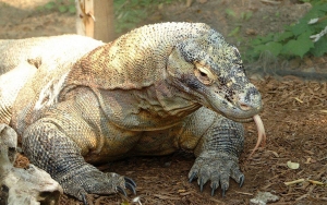 Respons Kemenko Marves Usai UNESCO Minta Proyek 'Jurassic Park' Komodo Disetop Sementara