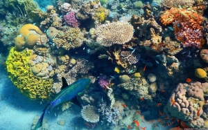 Kerja Sama Rahasia Minyak Antara Uni Emirat Arab-Israel Ancam Terumbu Karang di Laut Merah