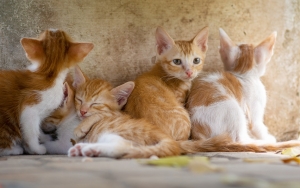 Taiwan Tuai Kecaman Usai Musnahkan 150 Kucing Hasil Selundupan