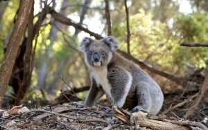 Upaya Australia Lindungi Koala: Buat Jembatan Penyeberangan Khusus Hingga Teknologi Pengenal Wajah