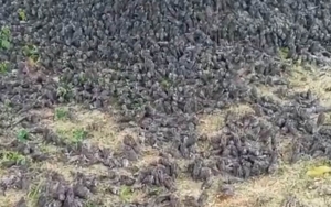 Kata BKSDA Soal Fenomena Ratusan Burung Pipit Jatuh ke Tanah di Bali