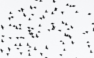 Hasil Uji Lab Burung Pipit Yang Berjatuhan Di Balkot Cirebon Telah Keluar, Apa Penyebabnya?