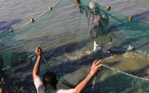 Mesir Bangun Kolam Riset Akuakultur untuk Tingkatkan Produksi Ikan Warga