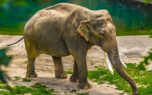Nasib Gajah Kurus Kering di Bali Disorot Media Asing
