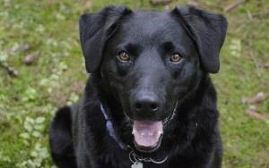 Viral Anjing Diduga Ditangkap Sampai Mati demi Wisata Halal di Aceh, Satpol PP Beri Klarifikasi