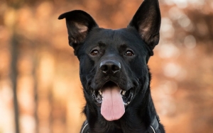 Anjing Canon di Aceh Ternyata Pernah Gigit Warga, Pemilik Sudah 'Disentil' Sejak 2019 Tapi Abai