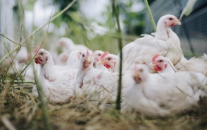 Kasus Flu Burung Pada Manusia Meningkat di Tiongkok, Picu Kekhawatiran Bisa Berkembang Jadi Pandemi