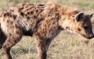 Pertama Kali di Dunia, COVID-19 Serang Hyena di Kebun Binatang AS