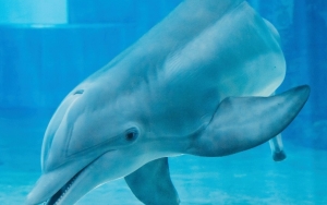 Lumba-Lumba Berekor Palsu Bintang Film 'Dolphin Tale' Mati Karena Sakit
