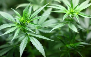 Malaysia Legalkan Penggunaan Ganja untuk Keperluan Medis dengan Syarat Khusus