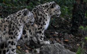 3 Macan Tutul Salju di Amerika Serikat Mati Karena Komplikasi COVID-19