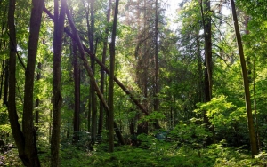 KLHK Tuding Greenpeace Bekerja Sama dengan Perusahaan Sawit-Kertas Pembabat Hutan