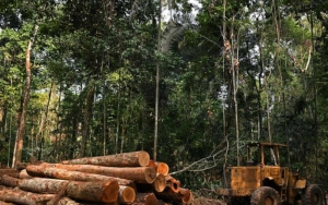 Ada Nike Hingga Adidas, Studi Ungkap Kaitan Deforestasi Hutan Amazon dengan Merek Fashion Ternama