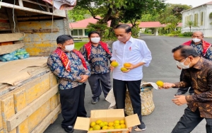 KPK Soroti Presiden Jokowi yang Terima 3 Ton Jeruk Dari Warga Karo