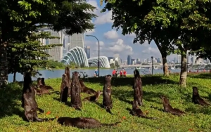 Seorang Pria Inggris Diserang Berang-berang di Taman Singapura: Digigit 26 Kali Dalam 10 Detik