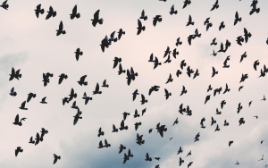 Flu Burung di Israel Tewaskan Lebih Dari 5 Ribu Burung Bangau, Disebut Bencana Paling Mematikan