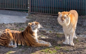 Harimau Serang 3 Pekerja Taman Safari di   Jepang, Tangan Salah Satu Korban Putus 