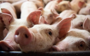 Peternakan di Sarawak Tutup Usai Deteksi Kasus Flu Babi