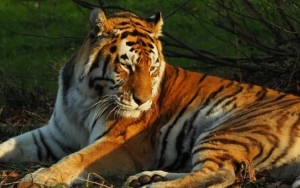 Harimau yang Serang Pria Berusia 59 Tahun Hingga Tewas di Malaysia Akhirnya Ditembak Mati