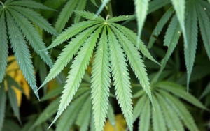 Thailand Akan Izinkan Warga Tanam Ganja di Rumah, Begini Syaratnya