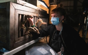 'Jurassic World: Dominion' Bakal Jadi Penutup Trilogi, Produser Malah Sebut Ada Film Lanjutan?
