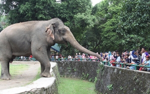  10 Ribu Wisatawan Serbu Taman Margasatwa Ragunan Saat Libur Imlek, Petugas Tegas Pantau Prokes