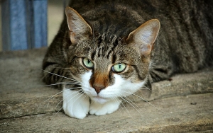 Tamu Airbnb Nekat Bawa Pulang Kucing Usai Menginap, Ogah Kembalikan Meski Sudah Diminta Sang Pemilik