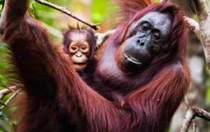 Tanggapan KSP Usai Nasib Orang Utan di Lokasi IKN Nusantara Dikhawatirkan Media Asing