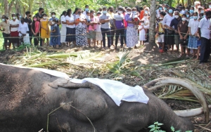 Masyarakat Berduka Atas Kepergian Gajah Paling Dihormati di Sri Lanka, Mati saat Usia 68